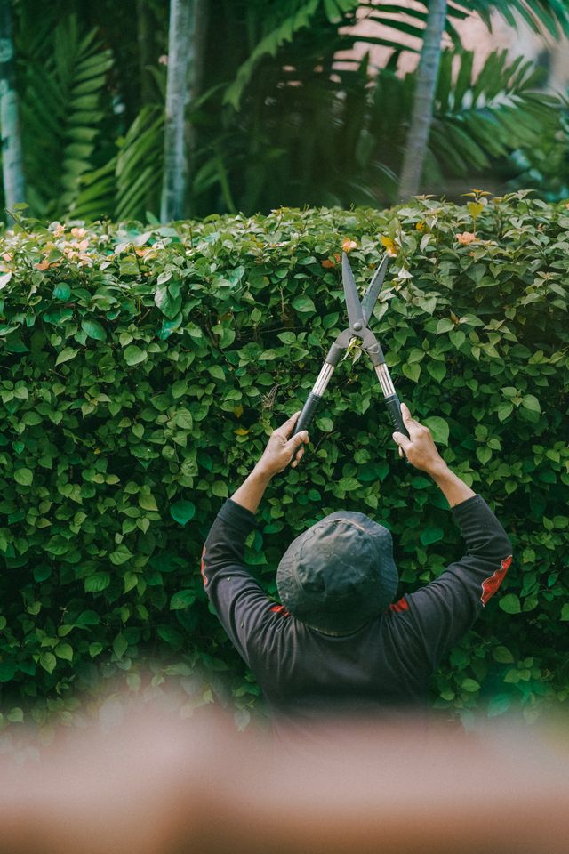 Gardener trimming plants