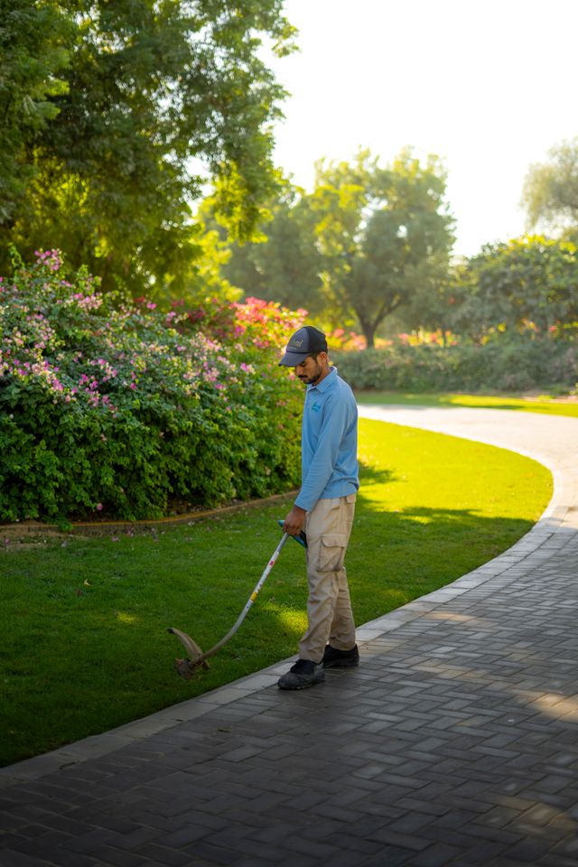 Hedge trimming work